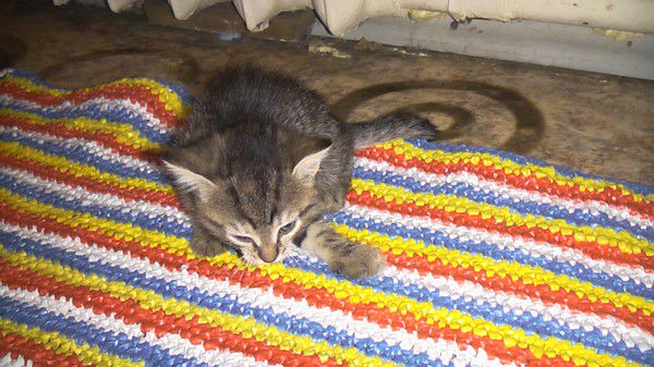 Алена Гусенкова