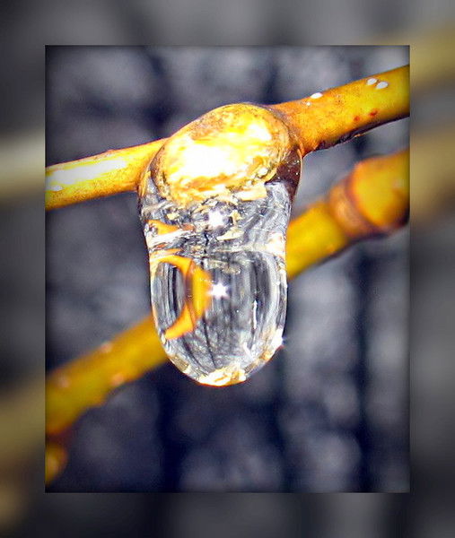 Тамара Дмитриева