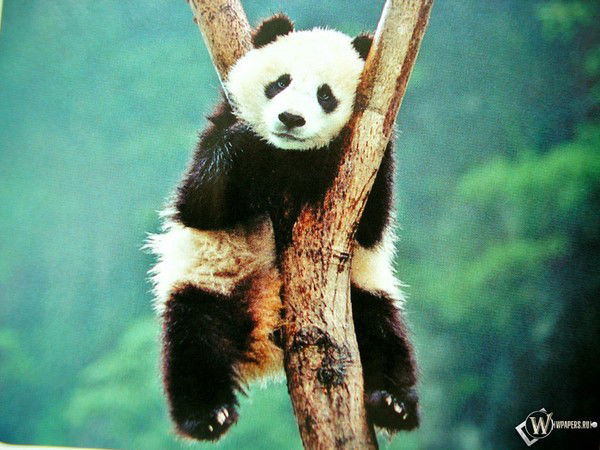 Вадим Кырганов