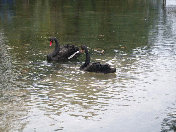 Виктор Китнамор