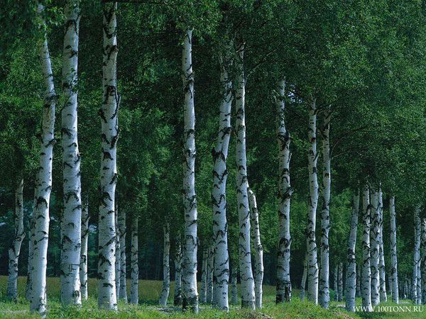 Наталья Высоцкая