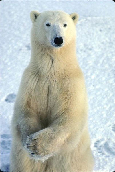 Владимир Бердиев