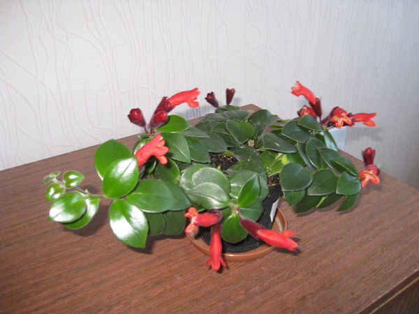 Татьяна Швец