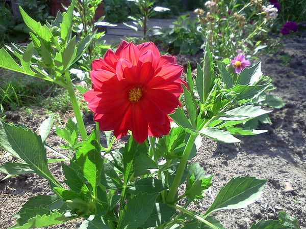 Елена Перминова