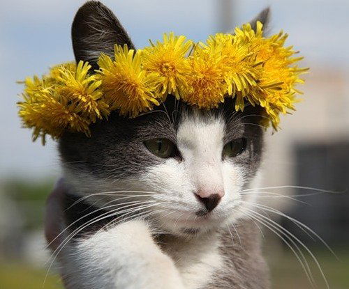 Светлана Стурова