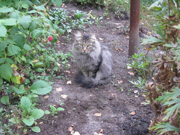 Ирина Гульшина