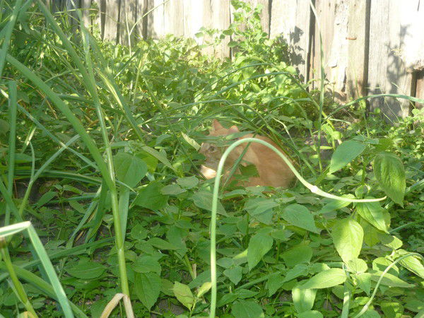 Вера Мещерякова