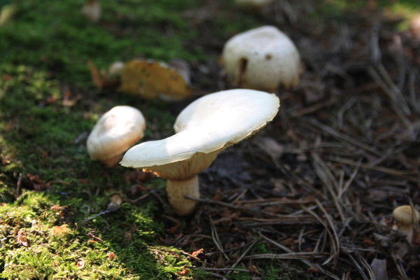 Гарик Греков