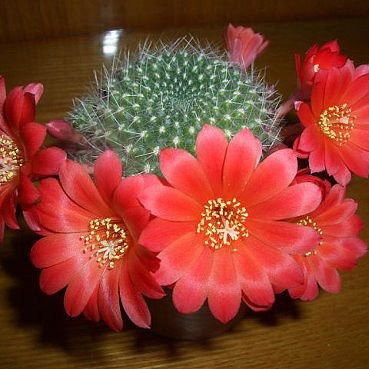 Наталья Пилипенко