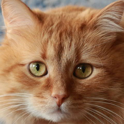 Маргарита Хохоева