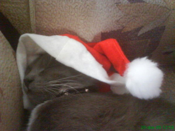 Алла Птачек