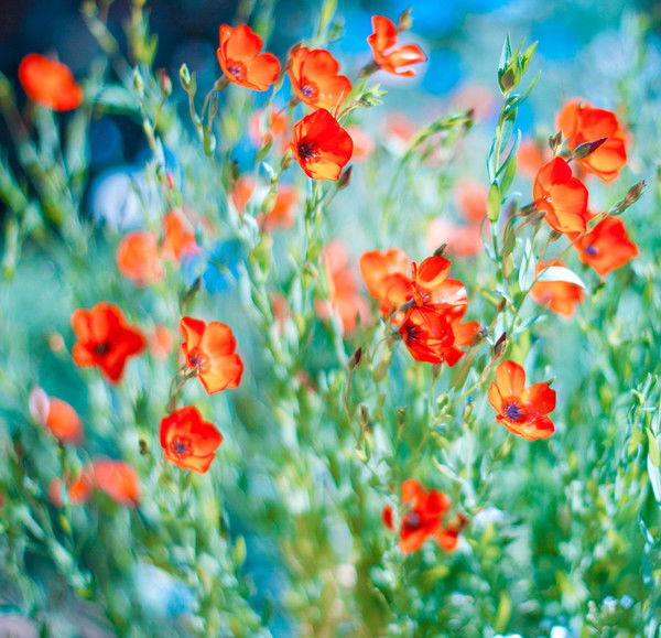 Наталья Скокова