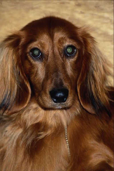 Зинаида Ходот