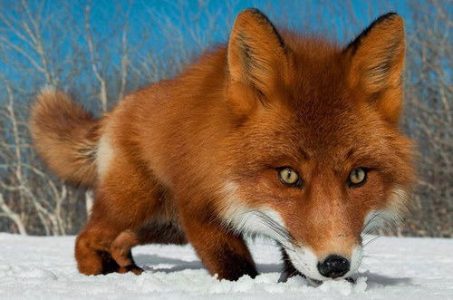 Ирина Захарова