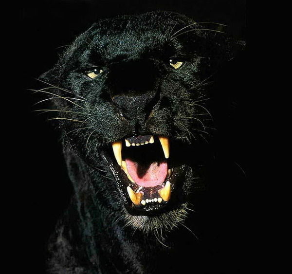 Евгений Асалханов