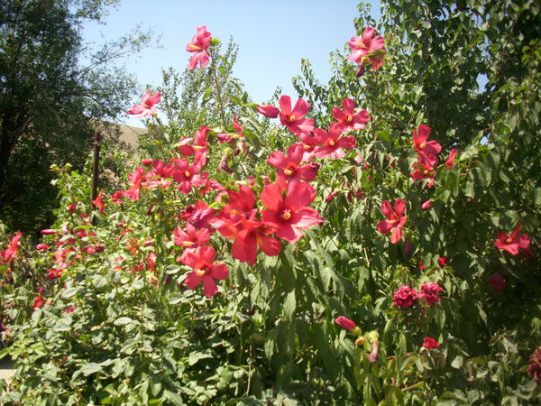 Наиля Сайдалиева