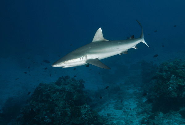 Влас Сергеев