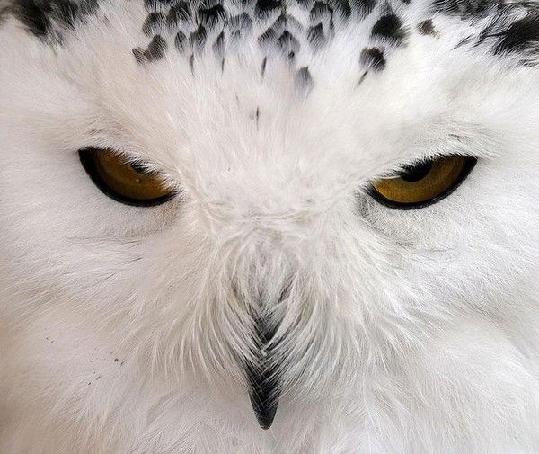 Валерий Кукурян