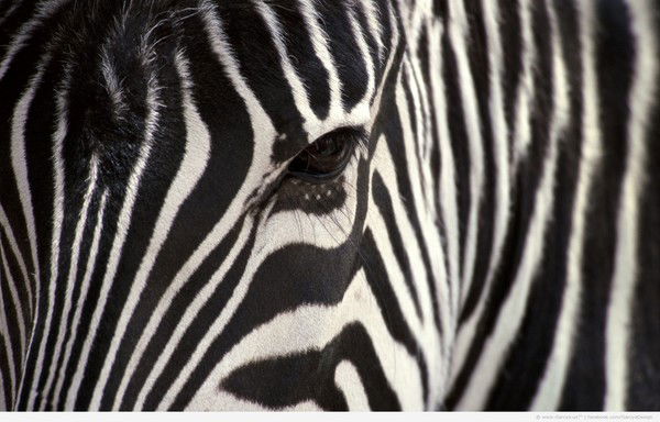 Юрий Викторович