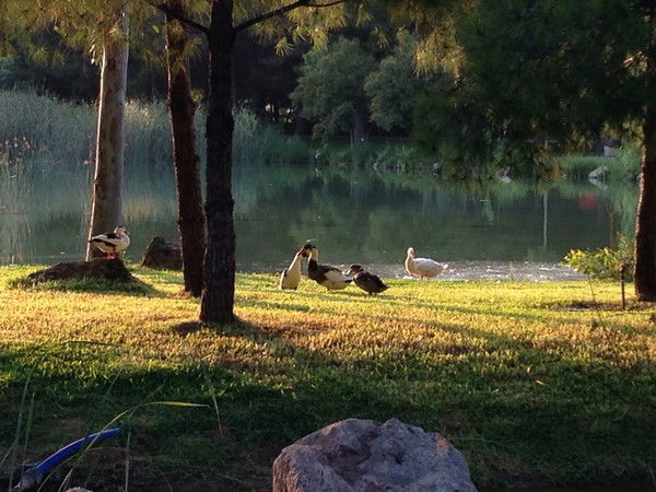 Тина Марковка