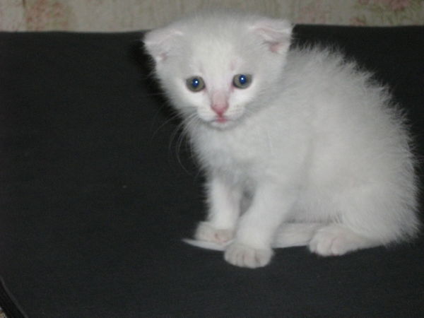 Кирилл Конюшевский