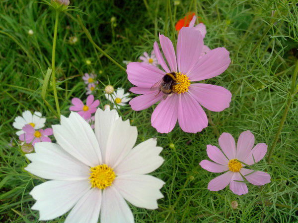 Ильмият Магомедова