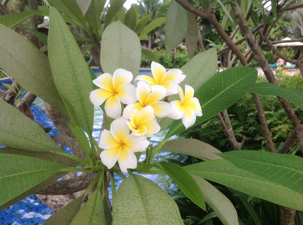 Елена Бородина