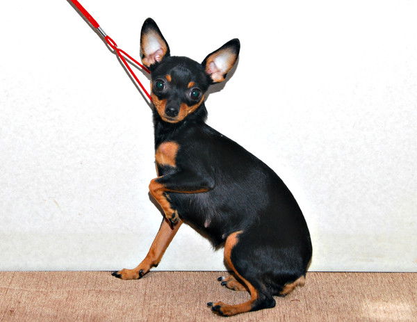 Таня Коваль