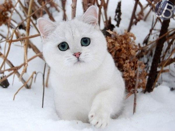 Никита Харченко