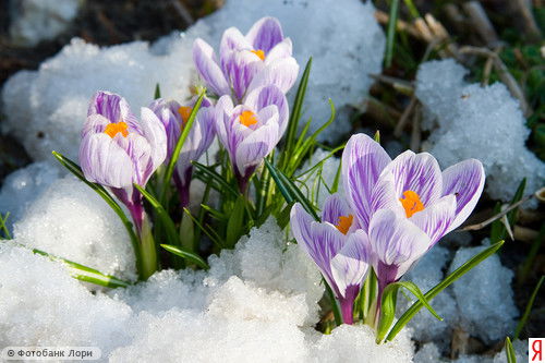 Наталья Горова