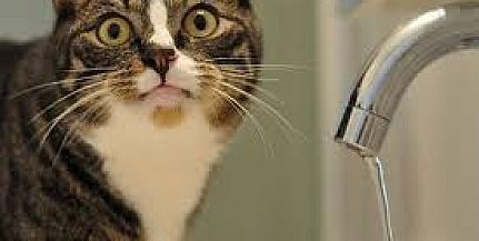 Татьяна Бригинец