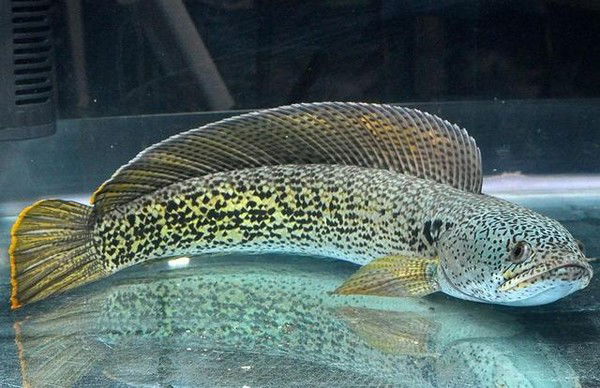 Аквариф Центр