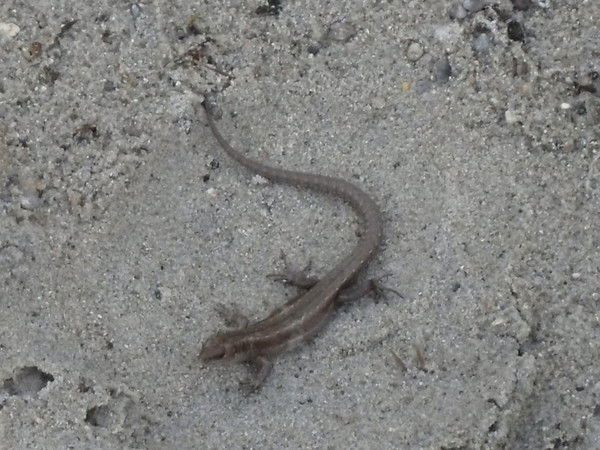 Евгений Губарев