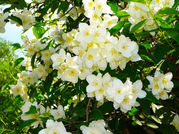 Жасмин Цветок