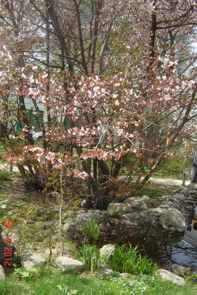 Светлана Самарцева