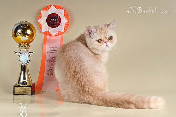 Ирина Никитина