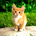 Никита Башлаков