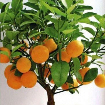 Назира Капсаламова