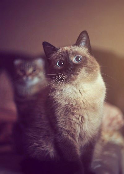 Артем Васильев