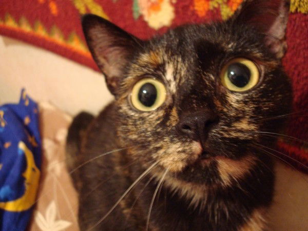 Ирина Пономарева