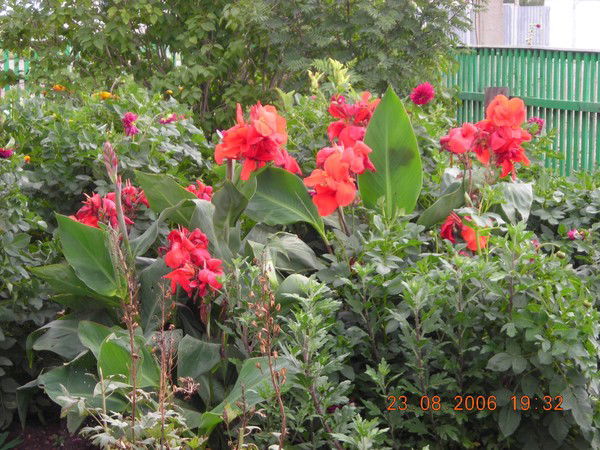 Анна Борисова