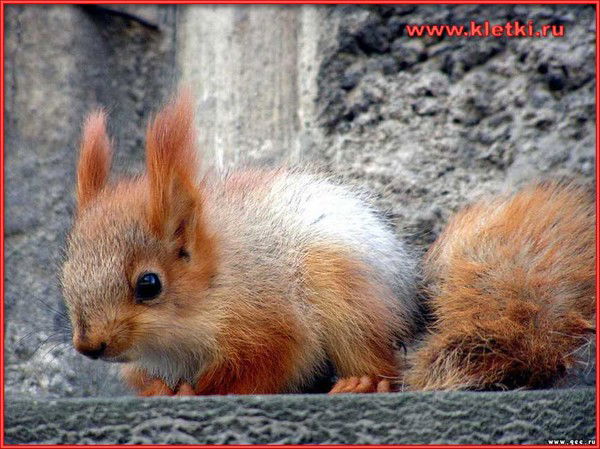 Ирина Савенкова