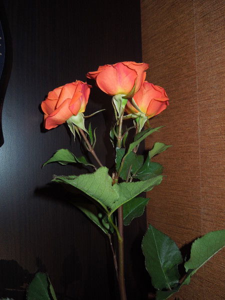 Ирина Савенкова