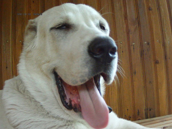 Сергей Романов