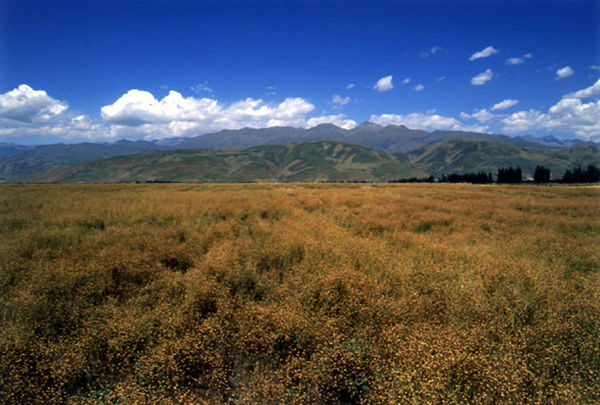 Ирина Прощурович