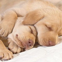 Нина Калупахо