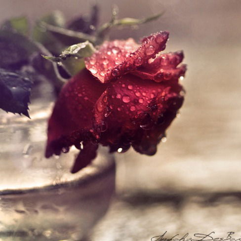 Елена Полякова