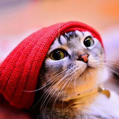 Виолетта Андреева