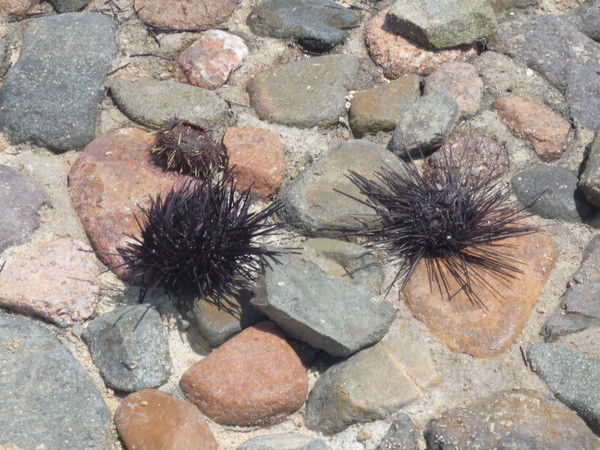 Марина Золотова