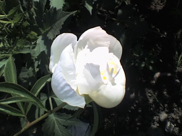 Валентина Забродина